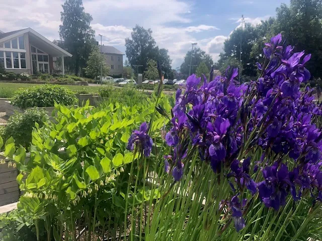 Blå iris blomstrer på Norges grønne fagskole - Vea