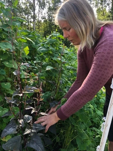 Hanne Guåker viser frem noen av vekstene i Hügelbedet