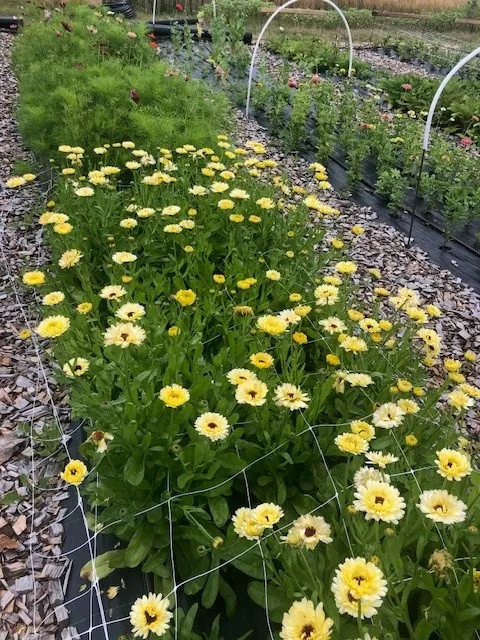 Gule ringblomster dyrkes for selvplukk hos Hannes lille landhandel